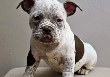 Kola – RST Bullys – Royal & Select Traits