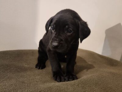 Great Golden Dane – Daisy