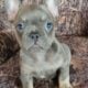 Boxers & more! Reputable 5 st Breeder of 23 years!