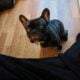 French Bull Dog- One Year Old