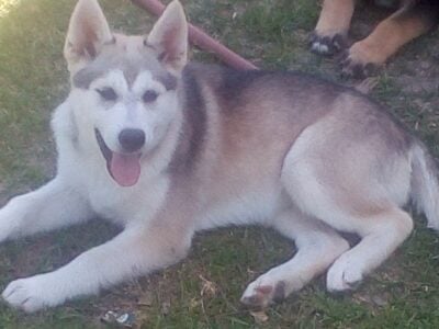 Husky Pup