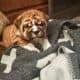 AKC registered-Top Quality-English bulldog pups