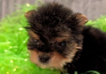 Morkies