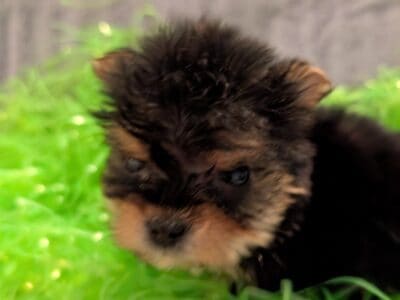Morkies