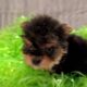 Morkies