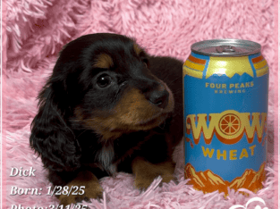Dick the Weenie Dog – Purebred Daschund