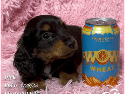 Dick the Weenie Dog – Purebred Daschund