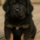 Tibetan Mastiff Puppies