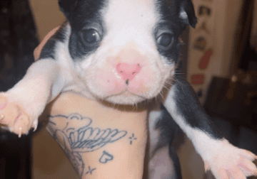 Boston terrier puppies