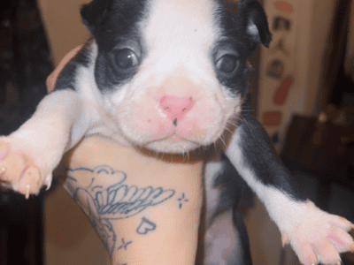 Boston terrier puppies