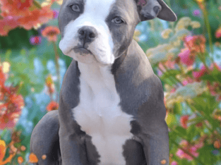 Blue and white female F1 Olde English Bulldogge