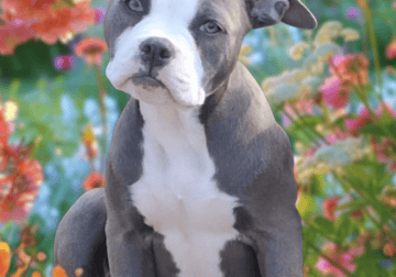 Blue and white female F1 Olde English Bulldogge