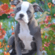 Blue and white female F1 Olde English Bulldogge