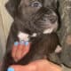 Cane corso puppies