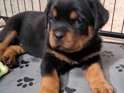 Rottweiler Puppies