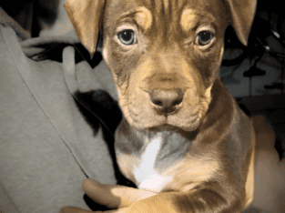 American Bully Pitbull Mix Puppy Tricolor Female 2