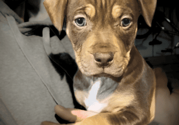 American Bully Pitbull Mix Puppy Tricolor Female 2