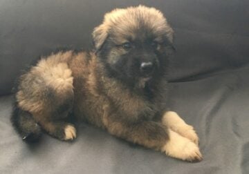 Great Pyrenees German Shepherd mix puppies