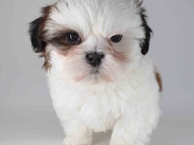 Imperial Shih-tzu boy Orion