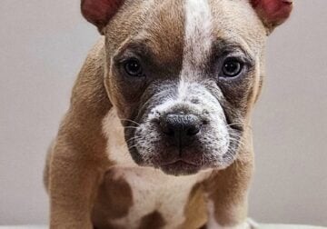 Chino – RST Bullys – Royal & Select Traits