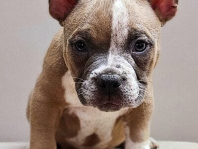 Chino – RST Bullys – Royal & Select Traits