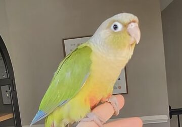 Green Cheek Conure Babies!