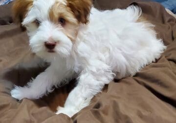 MALTESE CUDDLES PUPPY