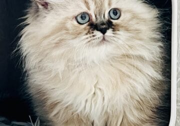 Persian kittens