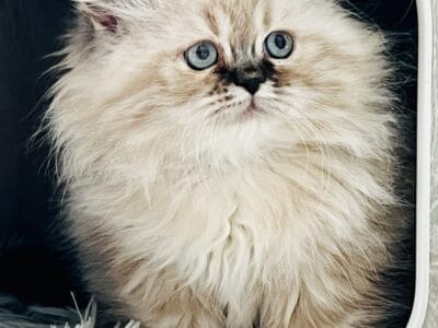 Persian kittens