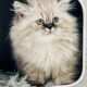 Persian kittens
