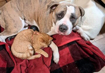 Free Male Pitbull To Good Home