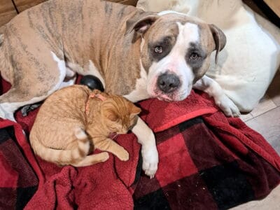 Free Male Pitbull To Good Home