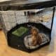 Golden doodle puppy needs a new home!