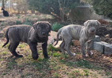 9 week old boerboel puppies