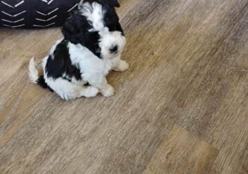 BICHON FRISE/SHIH TZU