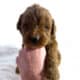 F1b Red and Chocolate Labradoodles