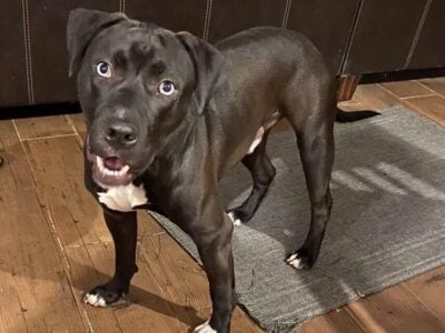 Bruno – Stray up for Adoption
