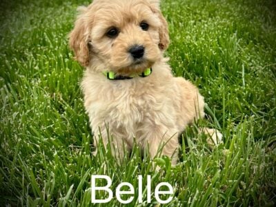“Belle” Female Mini Goldendoodle