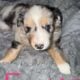 Australian Shepherd/Australian Cattle Dog pups