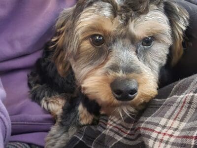 Chewy: Yorkie-Poo