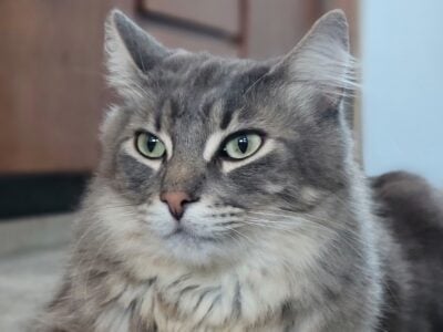 3yr Old Male Long-Haired Cat