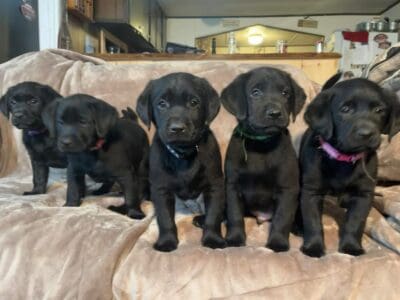 Black lab puppies!