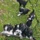 Aussie doodle puppies-7 weeks old
