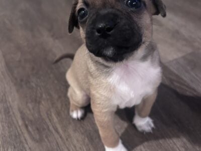 Chugs puppies