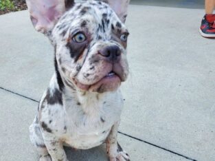 French bulldog puppy