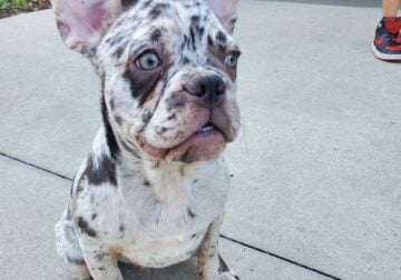 French bulldog puppy