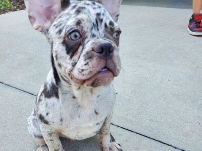 French bulldog puppy