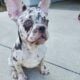 French bulldog puppy