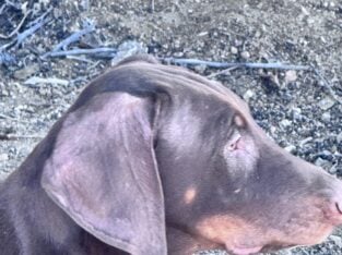 Doberman pups 13 weeks old