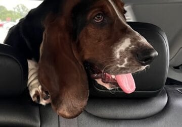 Male Bassett Hound looking for a great home!